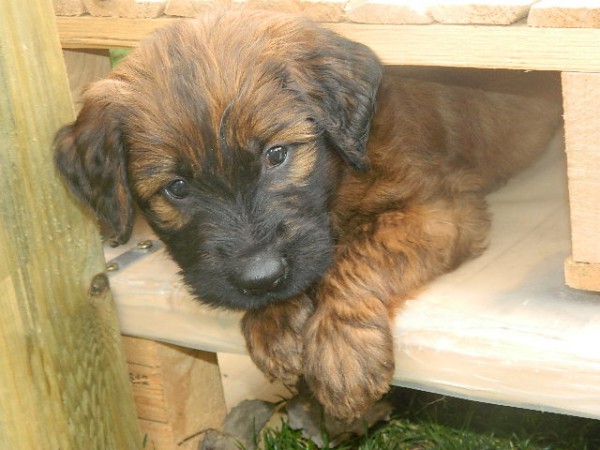 Tibet Terrier Weiterstadt