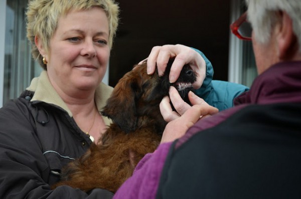 Tibet Terrier Weiterstadt