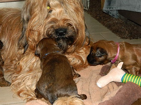 Briard Weiterstadt