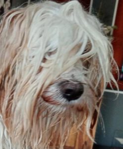 Tibet Terrier Gesundheit