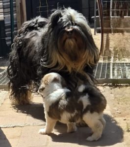 Tibet Terrier Hündin