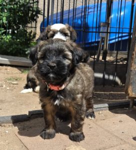 Tibet Terrier sein Verhalten