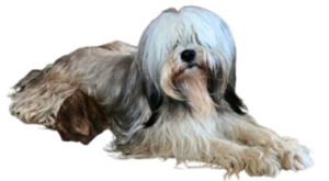 Tibet Terrier
