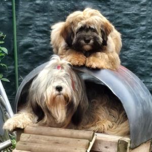 Tibet Terrier sein Charakter