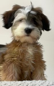 Tibet Terrier Jungh