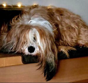 Tibet Terrier sein Charakter